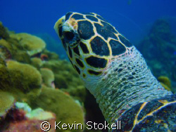 Saw this Turtle at "Watamula" at the West Point of Curaca... by Kevin Stokell 